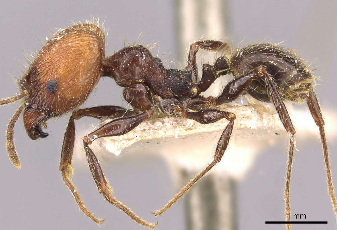 Image of Pheidole fallax Mayr 1870