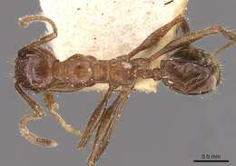 Image of Pheidole fallax Mayr 1870