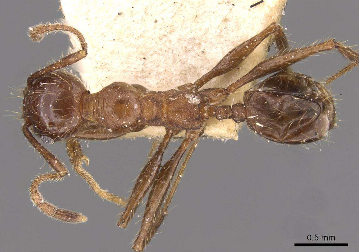 Image of Pheidole fallax Mayr 1870