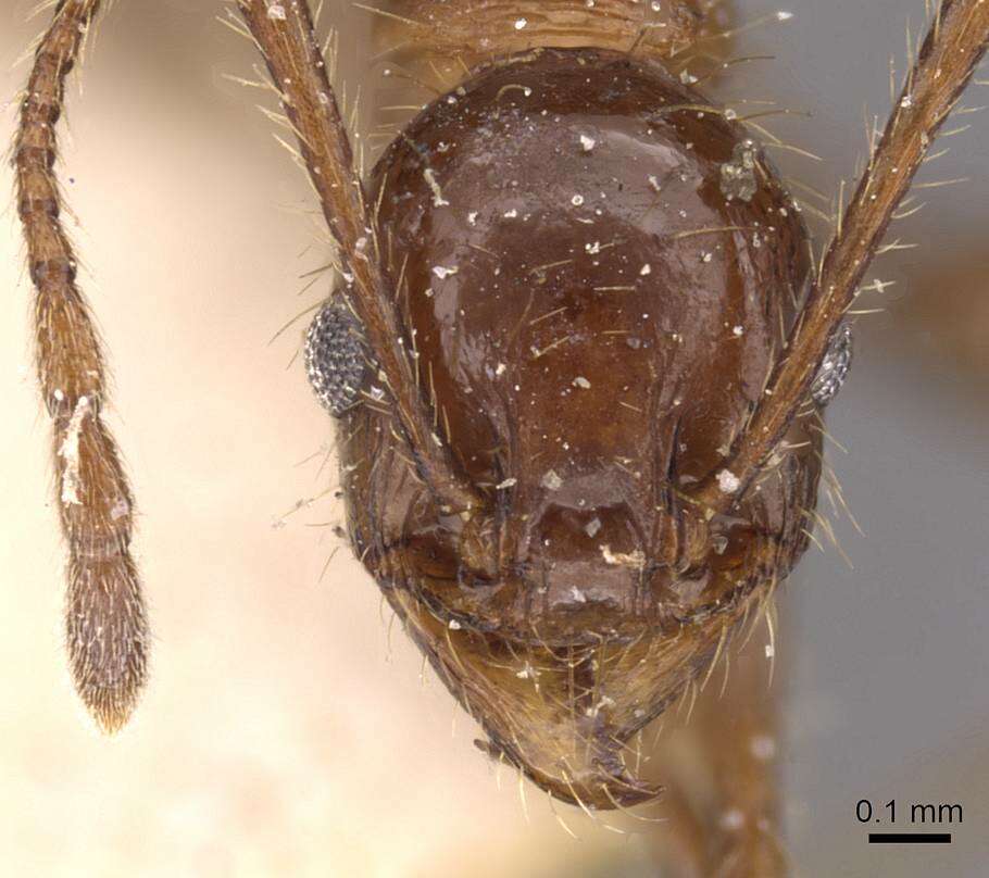 Image of Pheidole fallax Mayr 1870