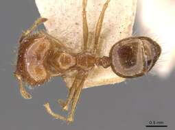 Image of Pheidole gertrudae Forel 1886