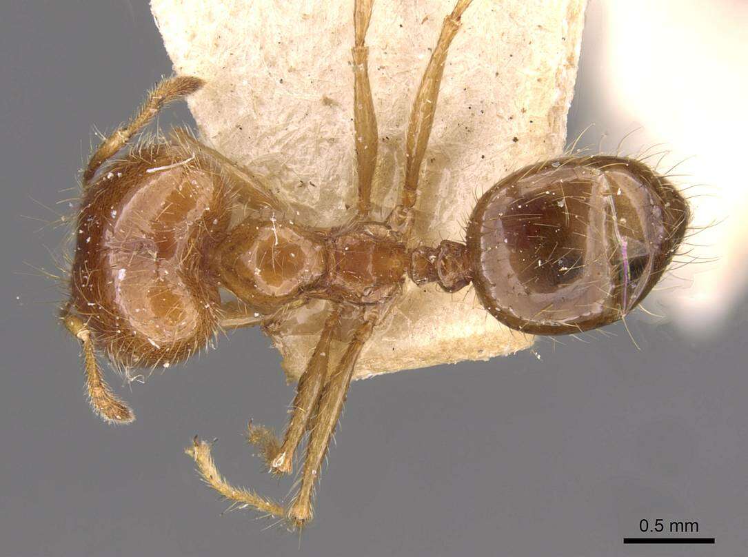 Image of Pheidole gertrudae Forel 1886