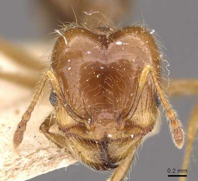 Imagem de Pheidole gertrudae Forel 1886