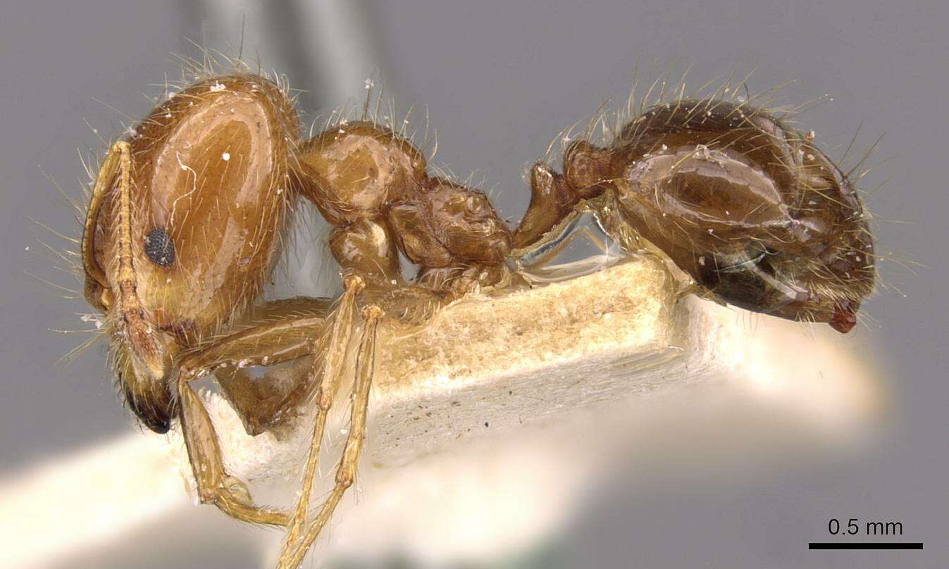 Image of Pheidole gertrudae Forel 1886