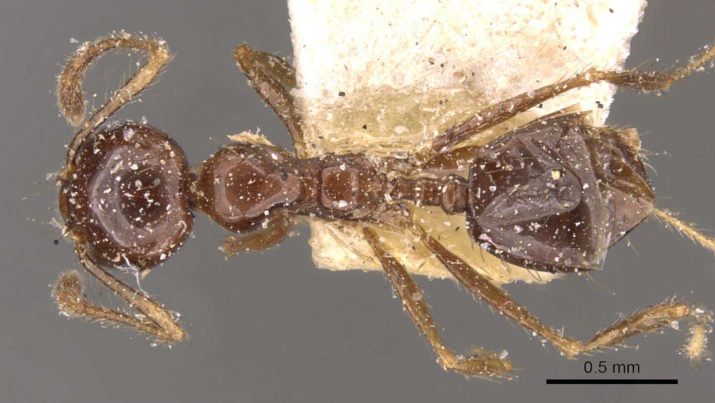 Image of Pheidole gertrudae Forel 1886