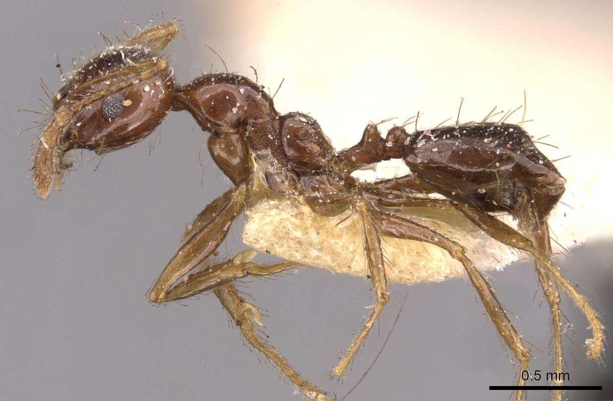 Image of Pheidole gertrudae Forel 1886