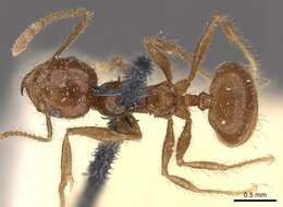 Image of Pheidole gertrudae Forel 1886