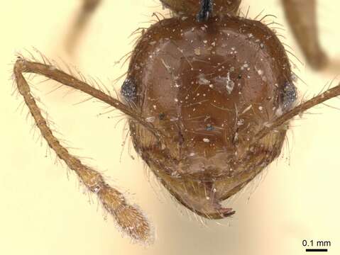 Imagem de Pheidole gertrudae Forel 1886