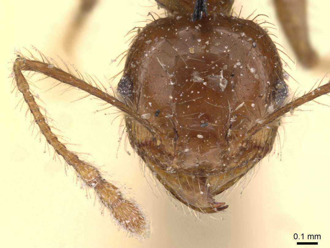 Image of Pheidole gertrudae Forel 1886