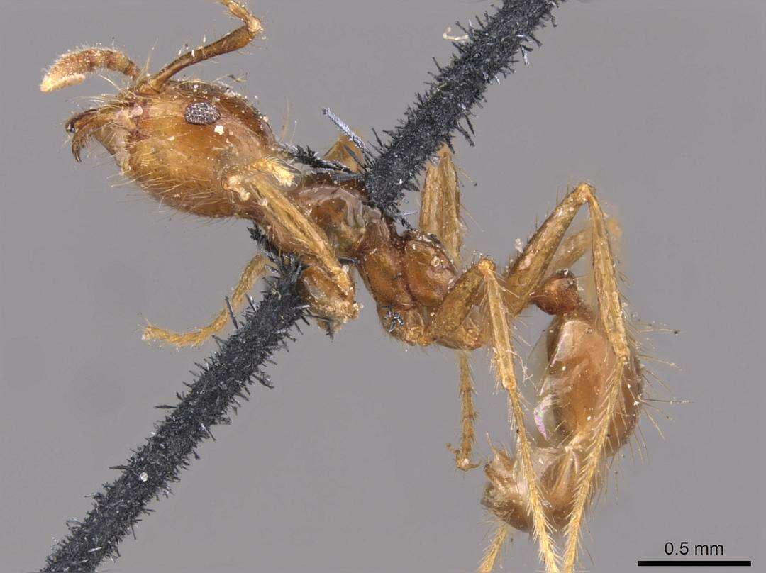 Image of Pheidole gertrudae Forel 1886