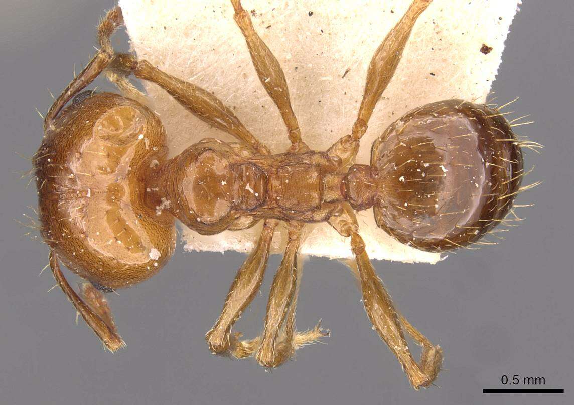 Image of Pheidole nitidula Emery 1888