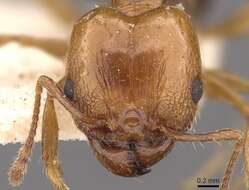 Image of Pheidole nitidula Emery 1888