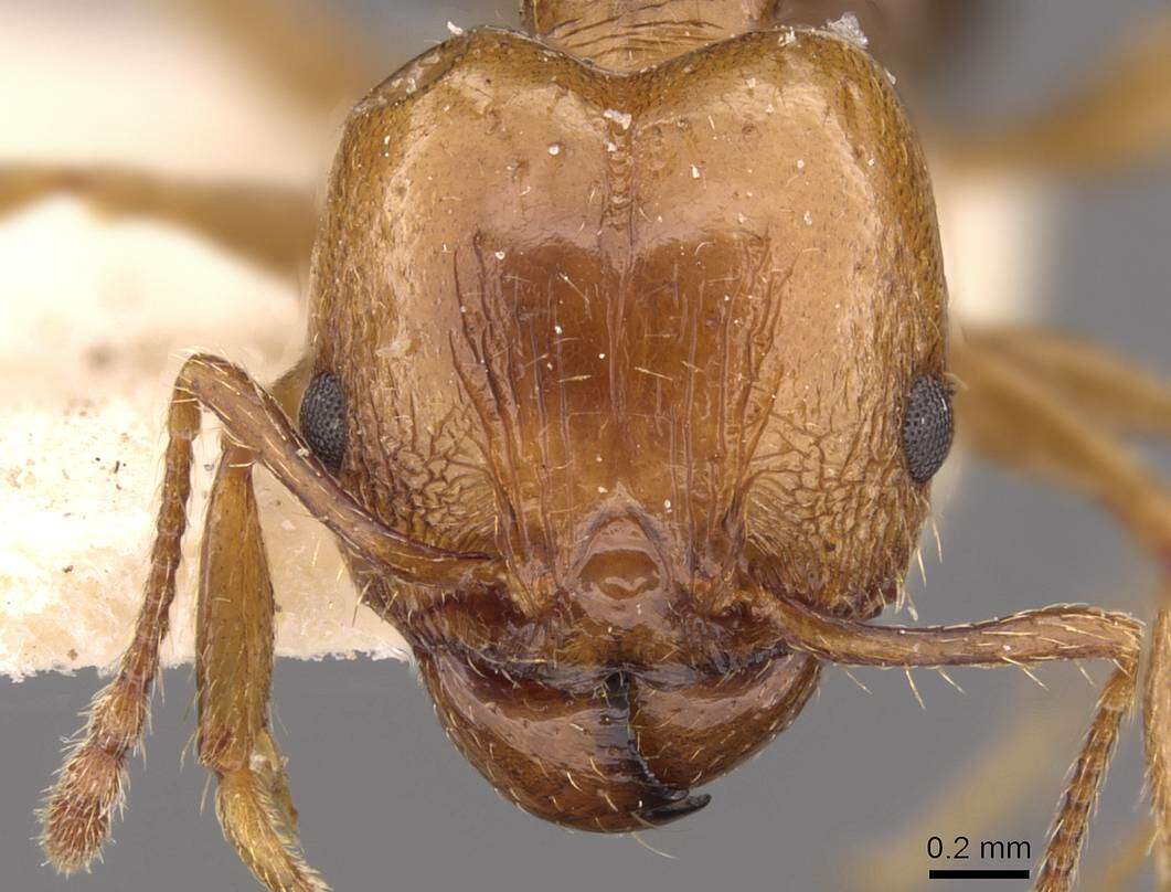 Image of Pheidole nitidula Emery 1888