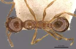 Image of Pheidole nitidula Emery 1888