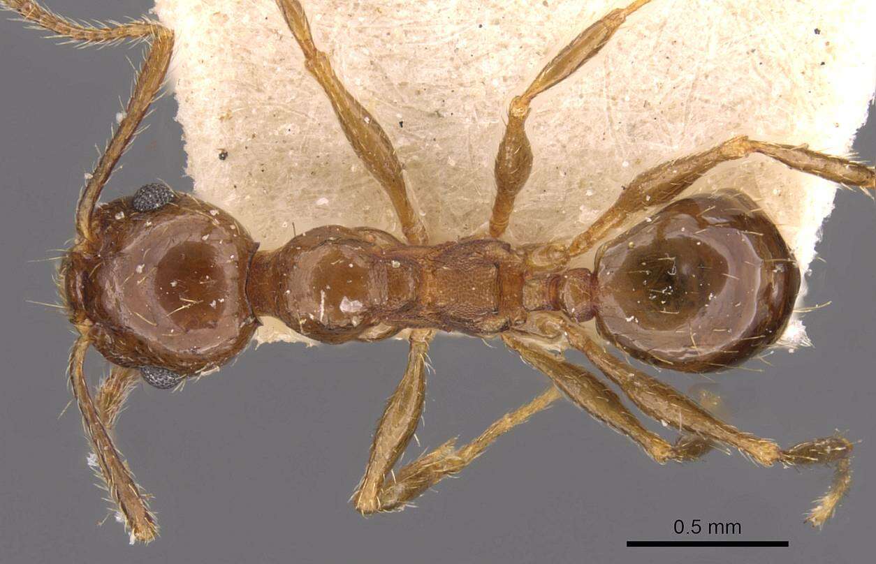 Image of Pheidole nitidula Emery 1888