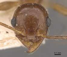 Image of Pheidole nitidula Emery 1888