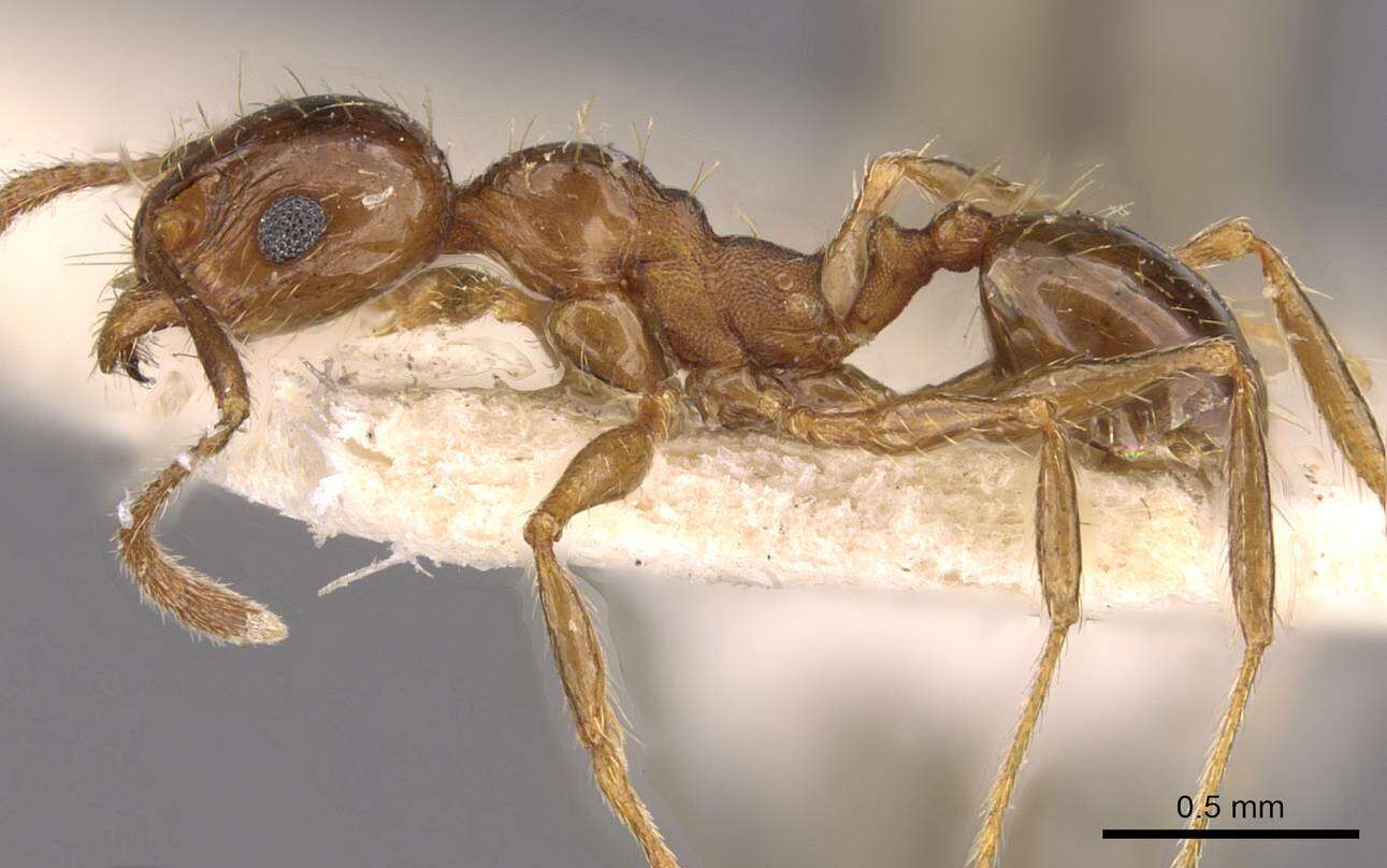 Image of Pheidole nitidula Emery 1888