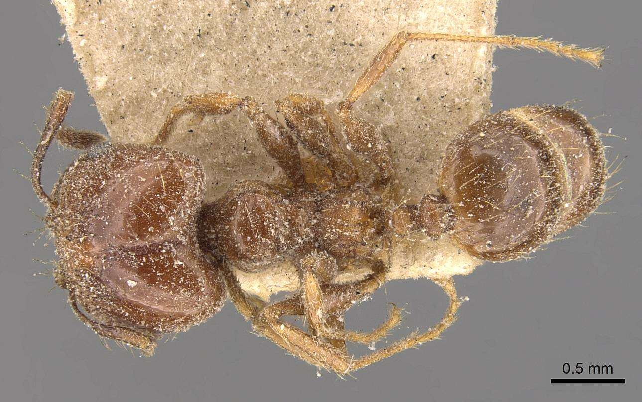 Image of Pheidole nitidula Emery 1888