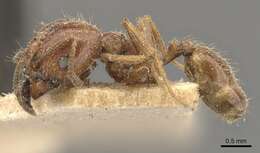 Image of Pheidole nitidula Emery 1888