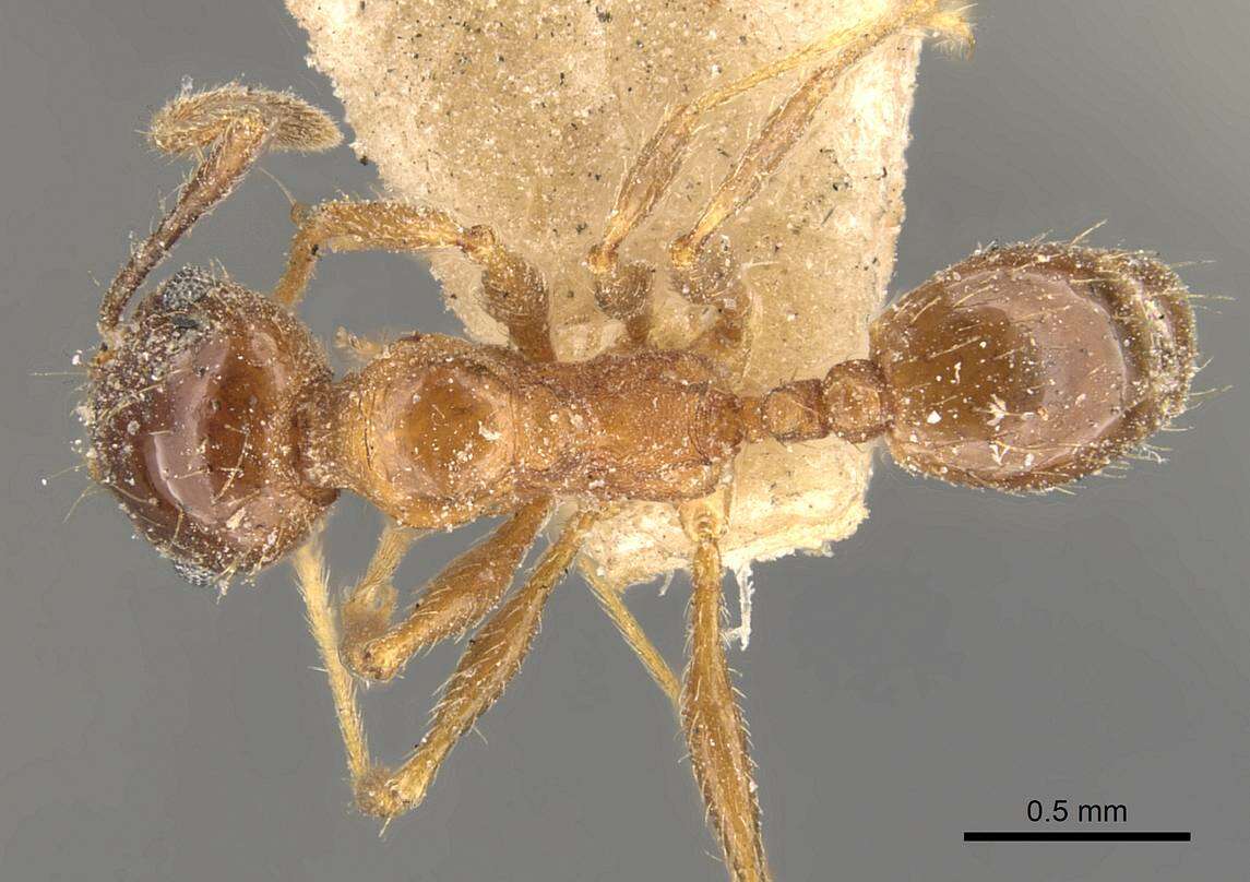 Image of Pheidole nitidula Emery 1888