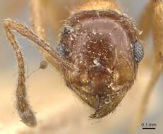 Image of Pheidole nitidula Emery 1888