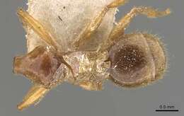 Pheidole absurda Forel 1886的圖片