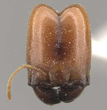 Pheidole absurda Forel 1886的圖片