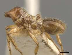 Pheidole absurda Forel 1886的圖片