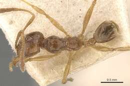 Image of Pheidole absurda Forel 1886