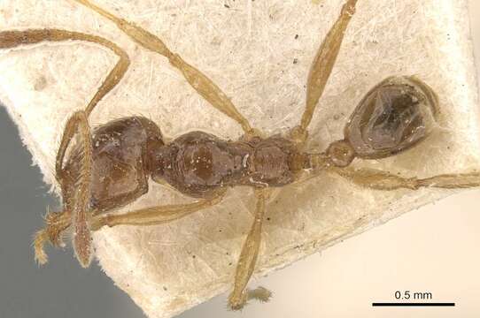 Pheidole absurda Forel 1886的圖片