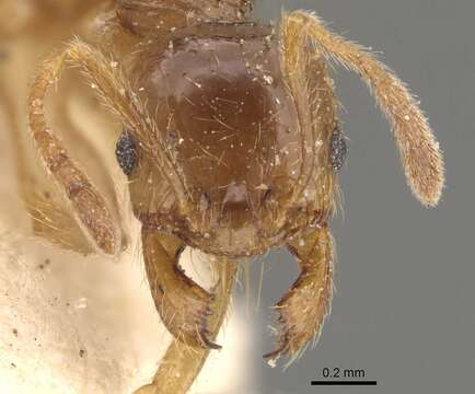 Pheidole absurda Forel 1886的圖片