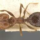 Pheidole amata Forel 1901的圖片