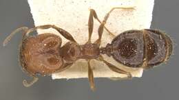 Image of Pheidole amata Forel 1901