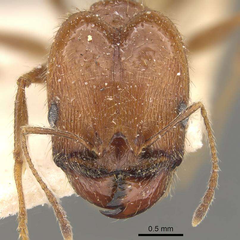 Image of Pheidole amata Forel 1901