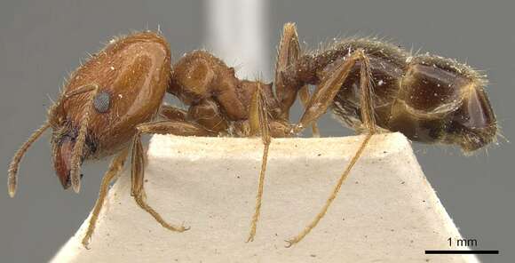 Image of Pheidole amata Forel 1901