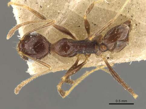 Image of Pheidole amata Forel 1901