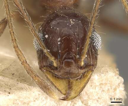 Image of Pheidole amata Forel 1901