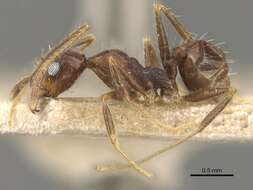 Image of Pheidole amata Forel 1901