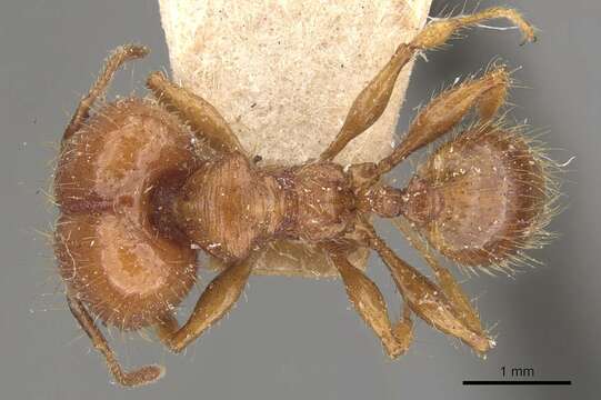 Pheidole guilelmimuelleri Forel 1886 resmi