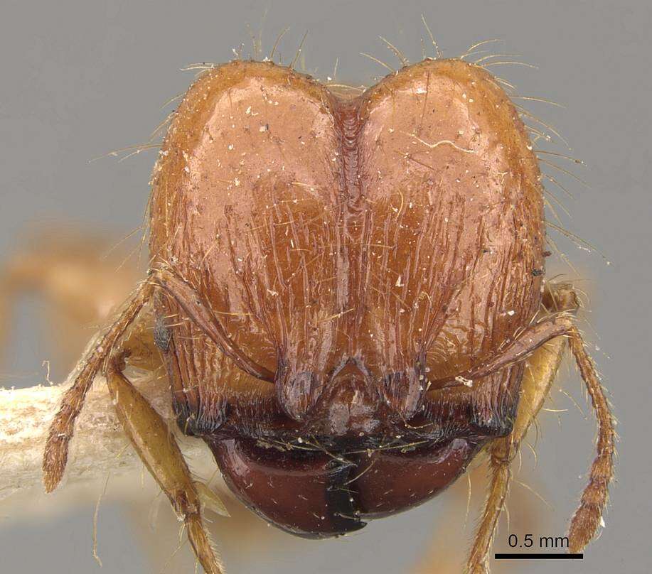 Pheidole guilelmimuelleri Forel 1886 resmi