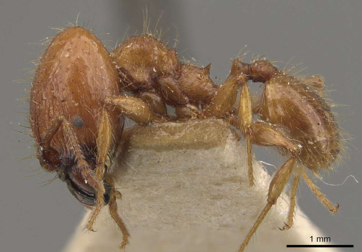 Pheidole guilelmimuelleri Forel 1886 resmi