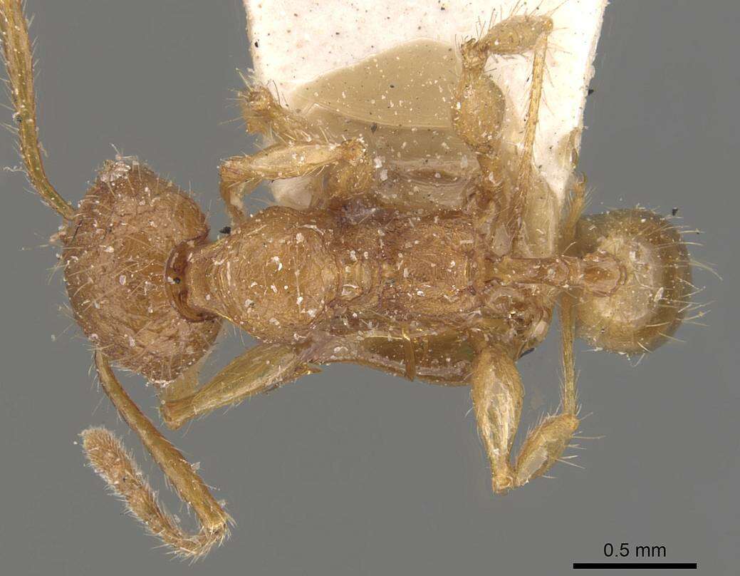 Pheidole guilelmimuelleri Forel 1886 resmi