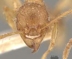 Pheidole guilelmimuelleri Forel 1886 resmi