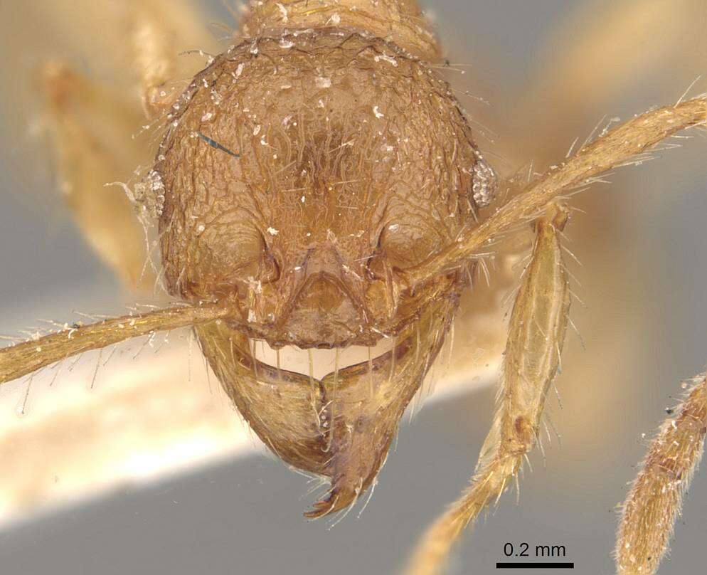 Pheidole guilelmimuelleri Forel 1886 resmi