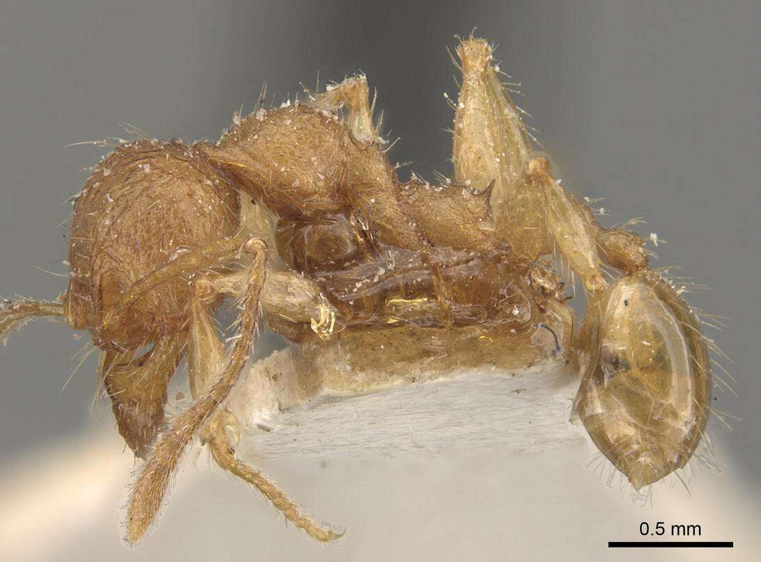 Pheidole guilelmimuelleri Forel 1886 resmi