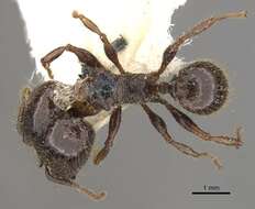 Pheidole guilelmimuelleri Forel 1886 resmi