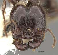 Pheidole guilelmimuelleri Forel 1886 resmi