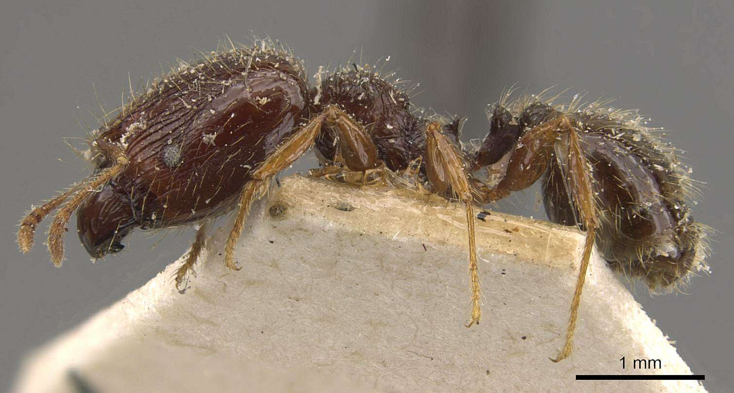 Image of <i>Pheidole antillana</i>