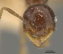 Image of <i>Pheidole antillana</i>