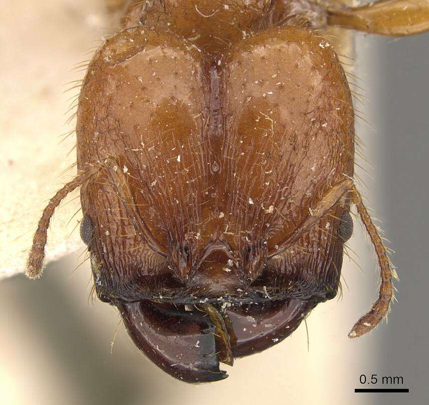 Image of <i>Pheidole avia</i>